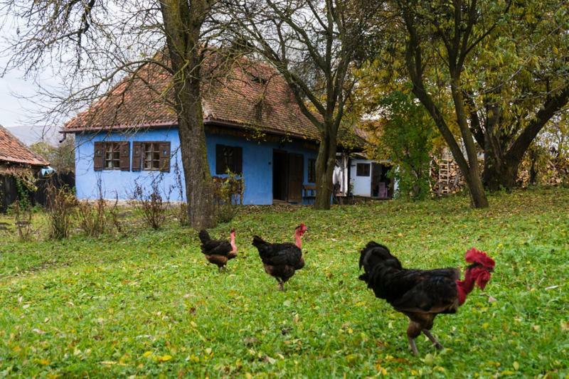 Count Kalnoky'S Transylvanian Guesthouses Miclosoara 외부 사진